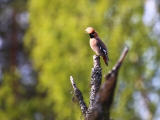Bohemian waxwing (Bombycilla garrulus) sitting on branch with wind messing up its crest