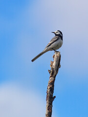White wagtail (Motacilla alba) sitting high up on a branch