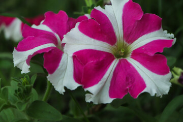 Star petunia flower blooming in garden