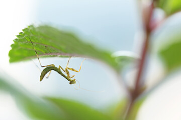 ペパーミントの葉に止まり触覚を舐めて身繕いするカマキリの幼虫