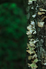 Mushroom in the forest with green background