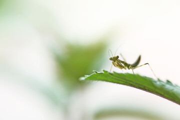 ペパーミントの葉に止まるカマキリの幼虫