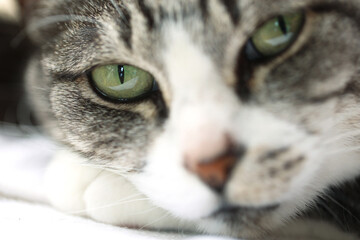 カメラ目線のサバトラ猫の顔クローズアップ