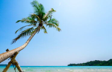 Bright seascape on sunny day. Summer background with bent tropical coconut palm tree on sandy beach and blue sky background, landmark at koh kood, Thailand, with copy space. Summertimes concepts.