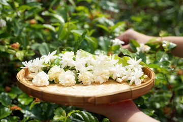 Arabian jasmine flower in bamboo basket. It is a flower that lives with Thai people. fragrant flowers Pure white is used as a Mother's Day symbol, garland, aromatherapy industry and tea flavoring. 