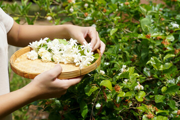 Arabian jasmine flower in bamboo basket. It is a flower that lives with Thai people. fragrant flowers Pure white is used as a Mother's Day symbol, garland, aromatherapy industry and tea flavoring. 