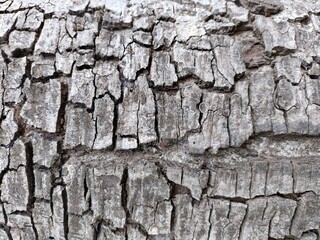 old wood texture