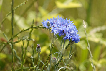 fleurs © david delecourt