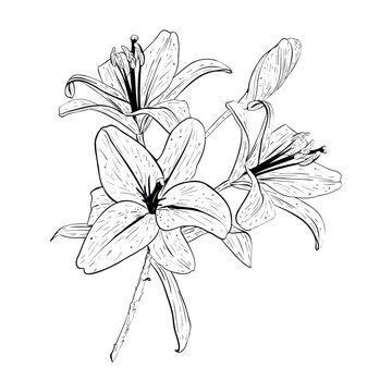 Vector illustration of lily flowers bouquet in full bloom. Black outline of petals, graphic drawing. For postcards, design, decoration, prints, posters, stickers, souvenirs, tattoos, stamps