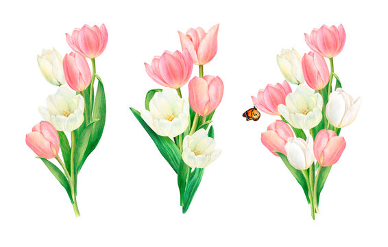 Watercolour drawing set of bouquets from beautiful pink and white tulip flowers on white background. Perfect for sticker, logo, napkin, textile printing