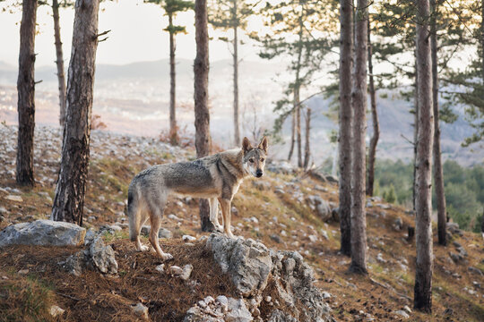 Czechoslovakian wolfdog in the forest in mountains. A beautiful dog that looks like a wolf in nature. Pet in the woods