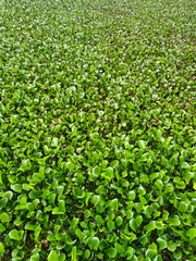 green leaves on the water