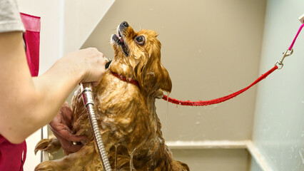 dog in the dog salon takes a bath. animal care, wool care, grooming salon