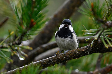 Coal tit (Periparus ater) with pine web-spinning sawfly as prey // Tannenmeise mit Kiefern-Gespinstblattwespe als Beute - Rhodope Mountains, Greece
