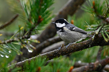 Coal tit (Periparus ater) with pine web-spinning sawfly as prey // Tannenmeise mit Kiefern-Gespinstblattwespe als Beute - Rhodope Mountains, Greece