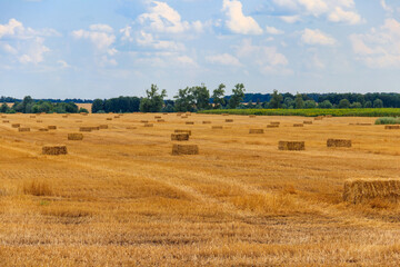 Fototapeta na wymiar Rectangular straw bales on a field after the grain harvest