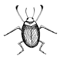 Insect illustration, drawing, engraving, ink, line art, 