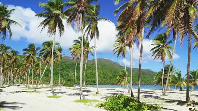 Natural tropical Dominican beach with bright palm trees on white sand. Turquoise ocean against a blue sky with clouds on a sunny summer day. Panoramic video of beautiful scenery. Travel and recreation