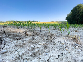 Dry Corn field is a part of global warming