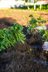 Woman farmer planting seedlings of tomatoes in the garden. Selective focus.