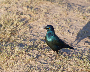Close-up photo of a Cape starling (Lamprotornis nitens) bird standing on the ground in the Hwange National Park, Zimbabwe
