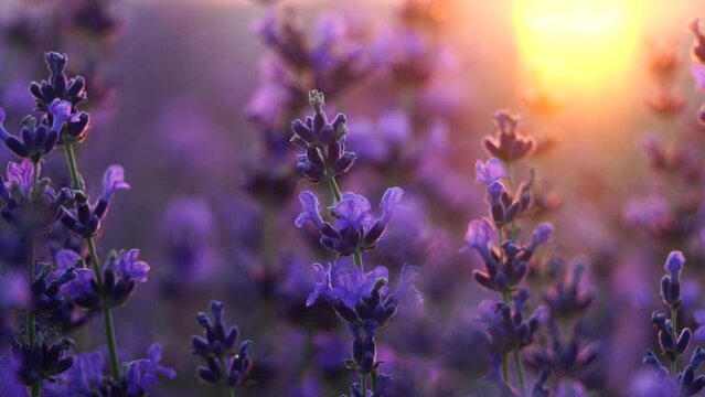 Blooming lavender field sunset. Selective focus. Lavender flower spring background with beautiful purple colors and bokeh lights. Provence, France. Close up.