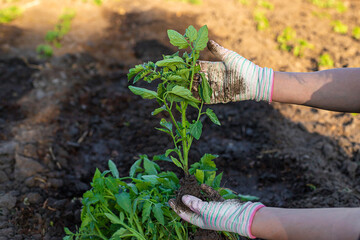 Woman farmer planting seedlings of tomatoes in the garden. Selective focus.