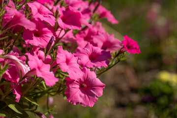 pink supertunia, petunia in the summer garden	
