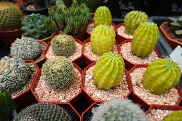 Miniature cactus pot decorate in plastic pots for sale in plant shop at outdoor market     
