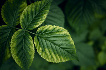 Green leaves texture. Abstract nature leaf background. Green leafs close up .