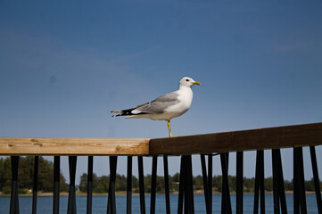 seagull on pier