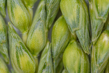 Zielony warkocz pszenicy w zbliżeniu makro, wypełniający kadr