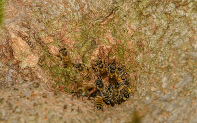 Dziupla w drzewie z gniazdem pszczół  - obrazy, fototapety, plakaty