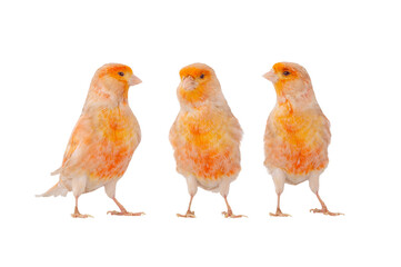  three canary isolated on white background