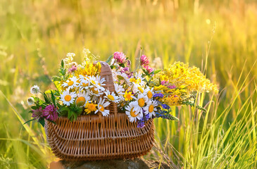 Summer background. colorful flowers and herbs in wicker basket on meadow, abstract sunny natural background. Useful medical plants harvest. beautiful image of wild nature. template for design. - obrazy, fototapety, plakaty