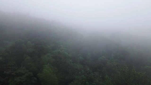 fog in the forest