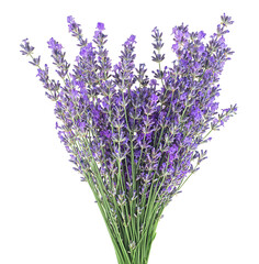 Bunch of fresh lavender flowers isolated on a white background. Medicinal plants.