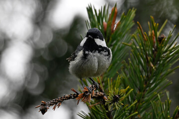 Obraz premium Coal tit // Tannenmeise (Periparus ater) 