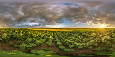 spherical 360 hdri panorama among farming field of young green sunflower with clouds and rainbow on...