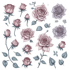 Set of Hand drawn Vintage pattern Rose flower Design for fashion , fabric, textile, wallpaper, cover, web , wrapping and all prints