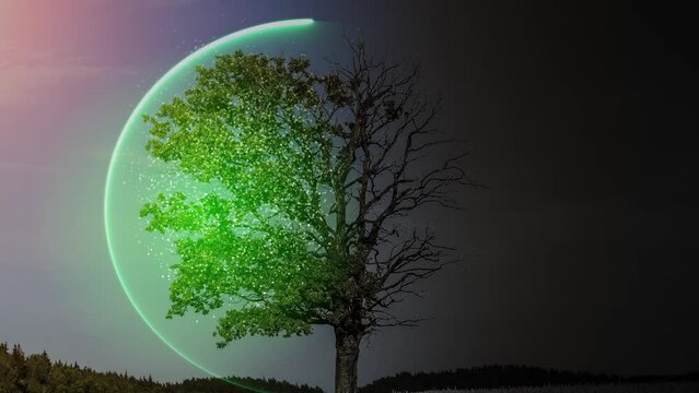 Ecology and global warming concept. Living tree and ecosystem restoration. Conservation of the environment and technology for protecting plants from drought.