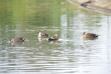 池で戯れる鴨たち
