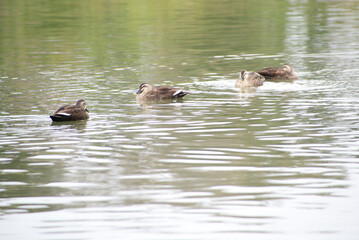 池を泳ぐカモたち
