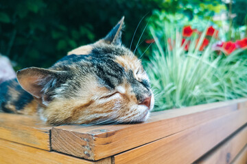 Cute cat relaxing and sleeping near the flower bed with flowers at the outdoors cafe.