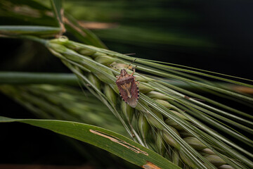 Marble bug on a spikelet of wheat on a dark background