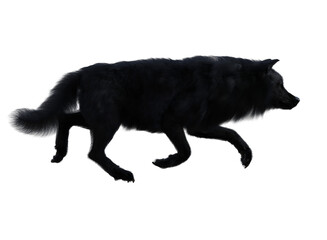 Black wolf seen from the side, running