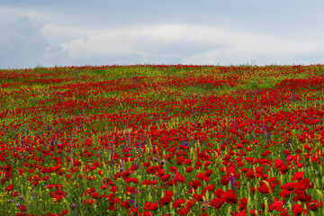 Field of poppy flowers, daylight and outdoor, Georgian nature