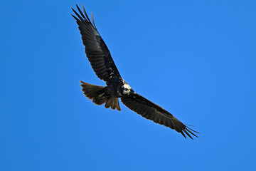 Obraz premium Western marsh harrier // Rohrweihe (Circus aeruginosus) - Greece