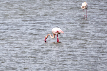 airone, animali in Spagna