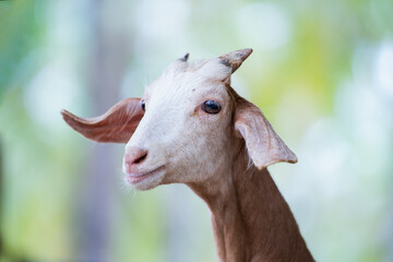 Close-up portrait of the head of a goat looking at the camera. Brown Goat With White Head Looking Up